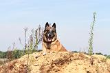 MALINOIS 353